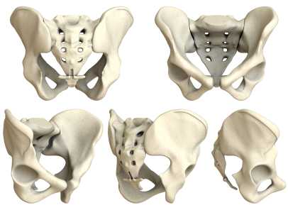 sacrum